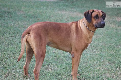 Check out our rhodesian ridgeback selection for the very best in unique or custom, handmade pieces from our prints shops. Rhodesian Ridgeback puppy for sale near Tyler / East TX ...