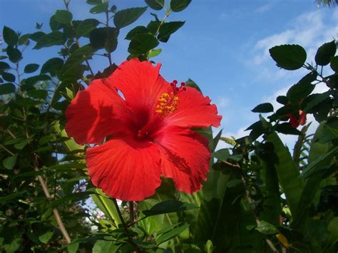 834 likes · 5 talking about this. Hibiscus, or Bunga Pucuk Merah | Plant aesthetic, Flowers ...