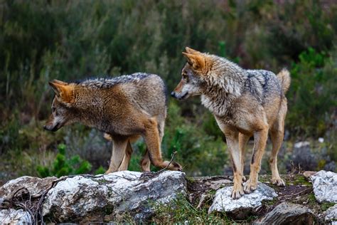 Iberian Wolf Sighting From Avilés Book Online At