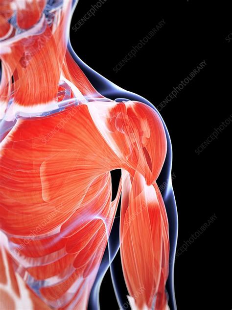 While a chiropractor helped get my bones and muscles back in place, the treatments were only short term. Human chest and shoulder muscles, artwork - Stock Image ...