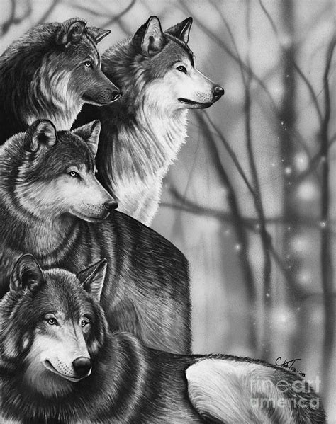 Wolf Pack Drawings In Pencil