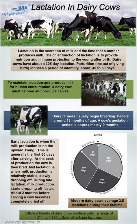 Cow Life Dairy Cow Facts Dairy Cows Cattle Farming Livestock Animal