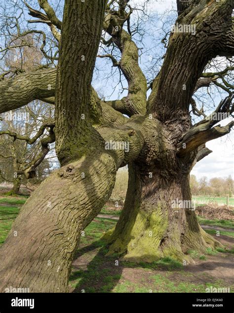 Bare Twisted Old English Oak Tree In Winter Ticknall Derbyshire