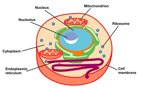 Eukaryotic Cell Medical Exam Prep