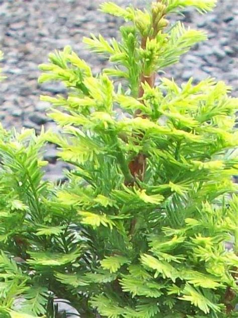 Dwarf Hinoki Cypress Houzz