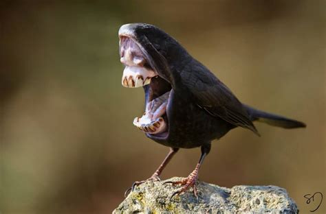 Hilariously Strange Manipulated Photos Of Birds With Big Mouths Instead