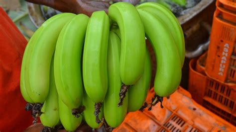 Successful Organic Banana Farming Youtube