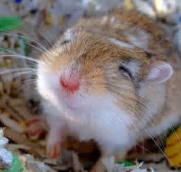 Best 25 Cute Hamster Names Ideas On Pinterest Hamster