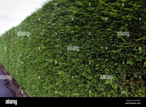 Cypress Hedge In Autumn Ready For A Trim With Clippers Or Electric