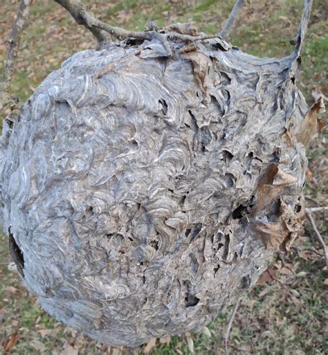 Huge Bald Faced Hornet X Paper Wasp Bee Nest Nature Decor Science