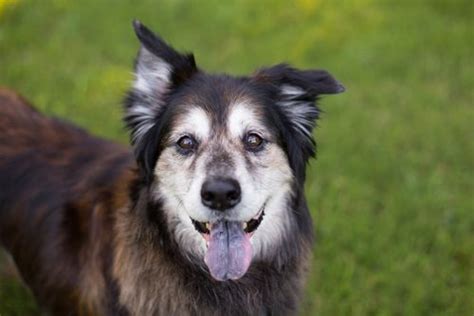 12 Signs Of Aging Every Dog Owner Should Know Smiling Dogs Dog