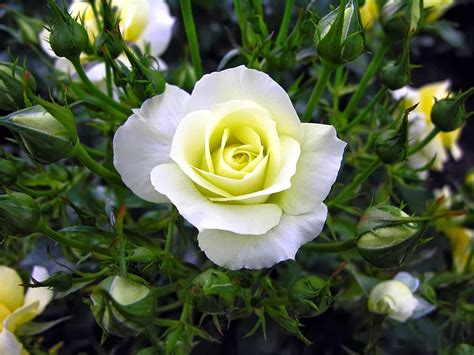 Mawar hitam dan putih bunga foto gratis di pixabay. Kumpulan Gambar Bunga Mawar Putih yang Cantik & Indah:Blog Bunga