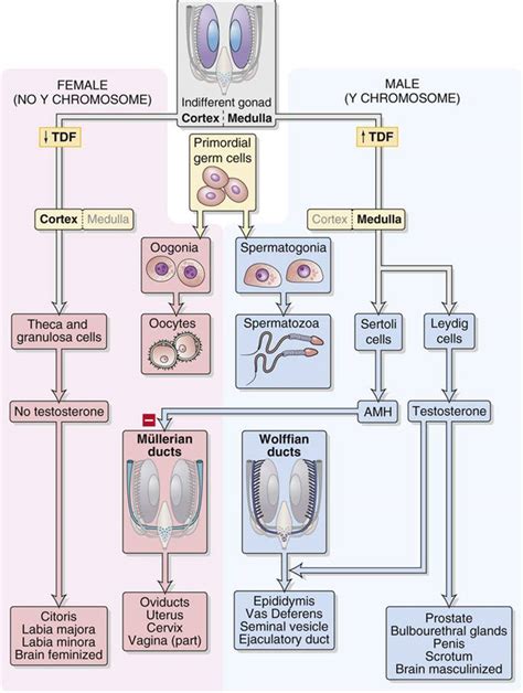 Endocrine And Paracrine Control Of Sexual Differentiation Sexual