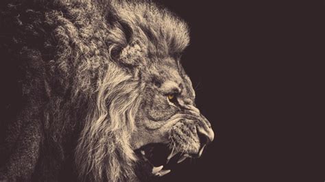 How Rare Are Black Lions Quora