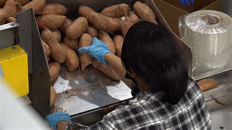 how north carolina sweet potato farmers are navigating the holidays pandemic fox business
