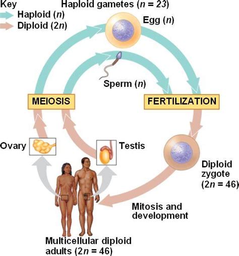 A specialized place in the cell where microtubules of the mitotic spindle. biology chap 13 at LaGrange College - StudyBlue