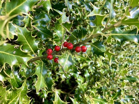 Holly Bush With Red Berries Stock Image Image Of Christmas Holly 176479255
