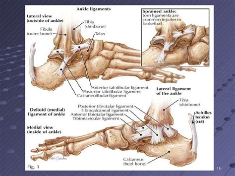 The Lower Leg And Ankle F09