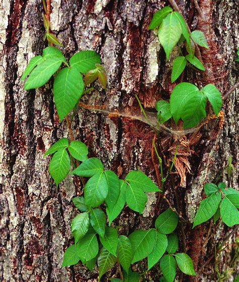 Ask A Master Gardener Poison Ivy And Poison Oak