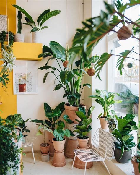 37 Amazing Indoor Plants Decor Ideas For Your Apartment Page 32 Of 38