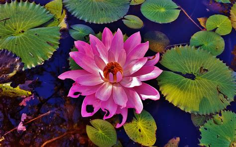 Florida Water Lily 2017 This Is A Picture Of A Water Lily Flickr