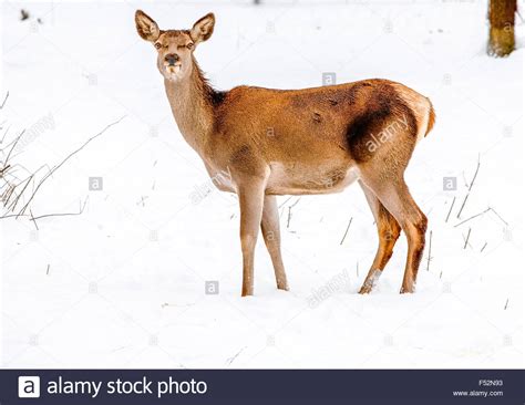 Deer Looking Carefully Straight Into Camera Stock Photo Alamy