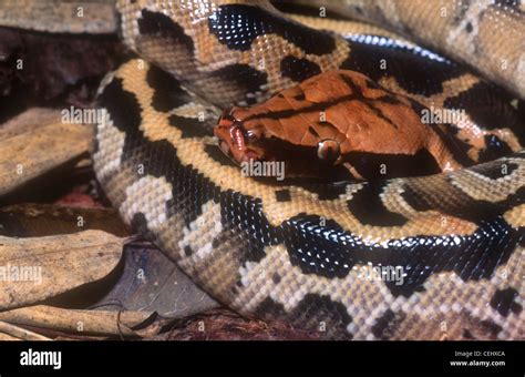 Borneo Blood Python Python Breitensteini Also Known As Python Curtus