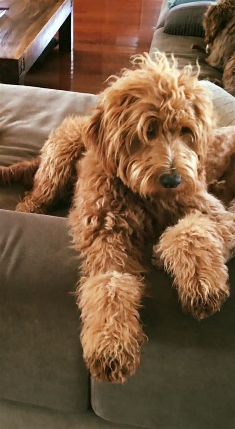 Maybe you would like to learn more about one of these? What IS an Australian Cobberdog? What a... - Spring Hills ...