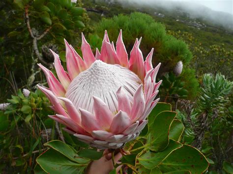 Protea Cynaroides On Table Mountain South Africa Flora Flowers