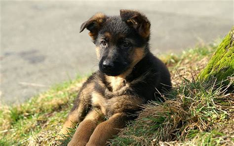 Download Wallpapers German Shepherd Puppy Lawn Close Up Cute