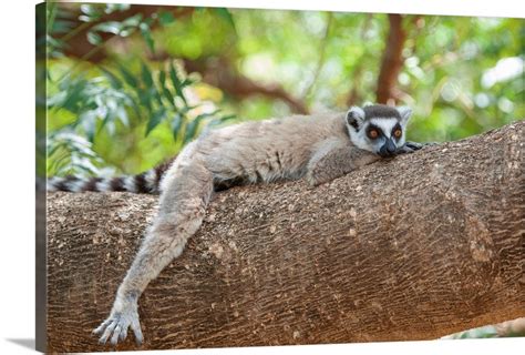 Ring-tailed Lemur male resting, Berenty Private Reserve, Madagascar ...
