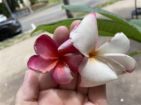 Hawaiian Plumeria Festival Food Blog