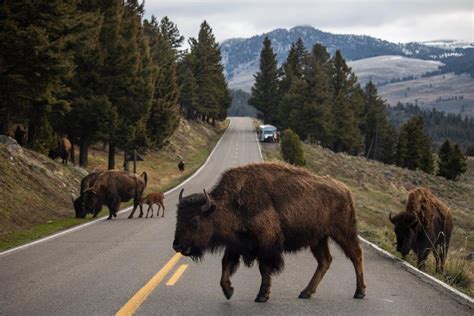 Woman Gored By Bison In Yellowstone National Park First Bison Goring