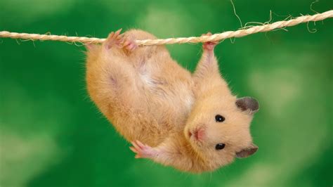 Hanging Hamster Wallpaper