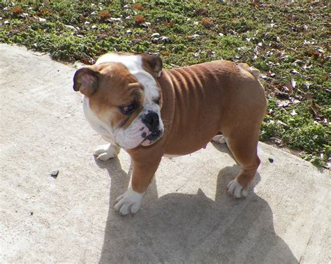 Последние твиты от english bulldog puppies (@englishpuppies). Free English Bulldog Puppies In Oklahoma | Top Dog Information