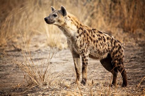 Hyena στοκ εικόνες εικόνα από Hyena 30751962