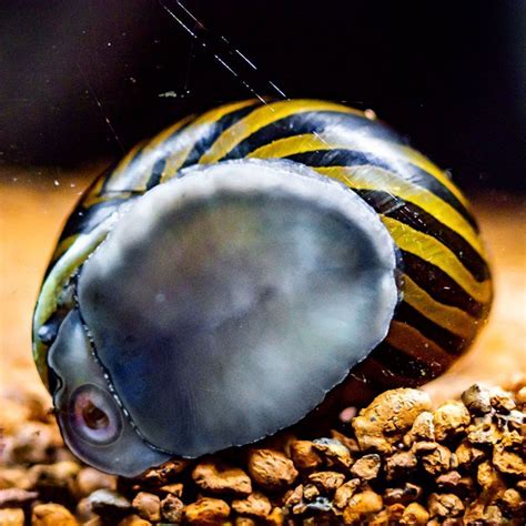 Nerite Snails Overview Types Care Breeding Guide FIA