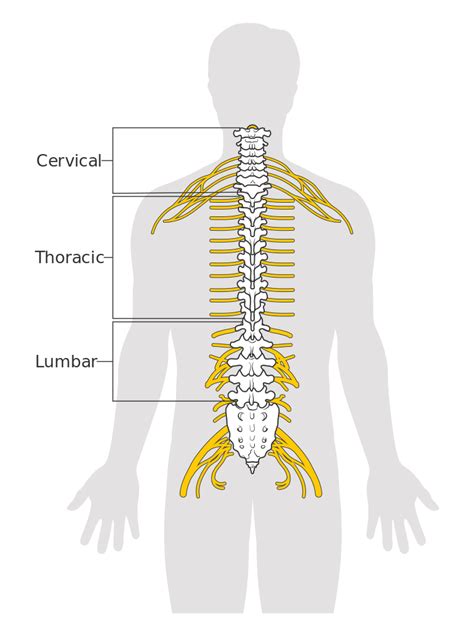 Groin muscles diagram diagram of groin aponeurosis from sscsantry groin project medical. File:Diagram of the spinal cord CRUK 046.svg - Wikimedia ...