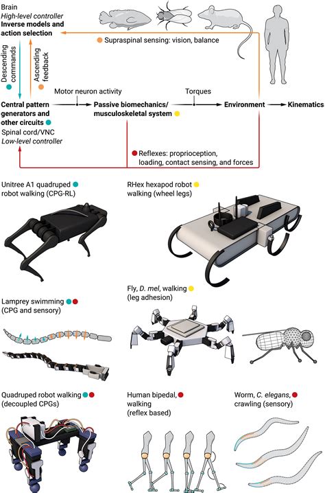 The Neuromechanics Of Animal Locomotion From Biology To Robotics And