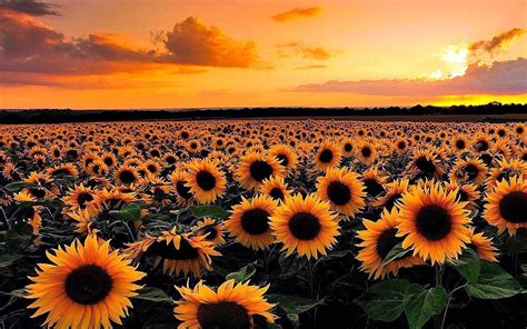 Sunflower Field Sunset Wallpapers Top Free Sunflower Field Sunset