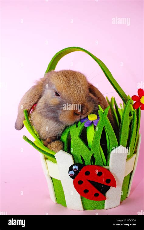 Cute Little Young Bunny Rabbit Lop Eared Dwarf Rabbits Stock Photo Alamy