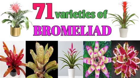 71 Bromeliad Plant Varieties Plant And Planting Youtube