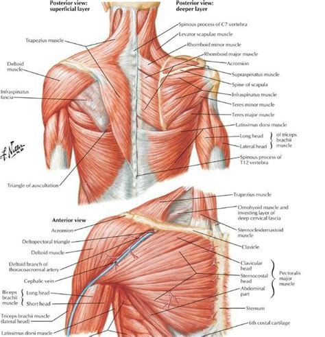 This muscle diagram is interactive: Shoulder muscles | Shoulder muscle anatomy, Shoulder ...