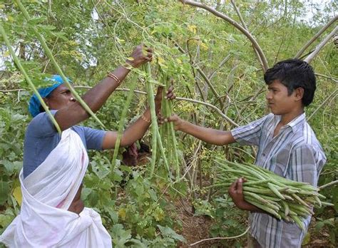 The online converter will clarify the. 2 Lakhs in 6 months from DRUMSTICKS : Farmer's Success