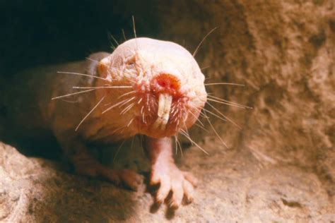 Naked Mole Rats Are Nearly Deaf Because Their Ears Cant Amplify Sound