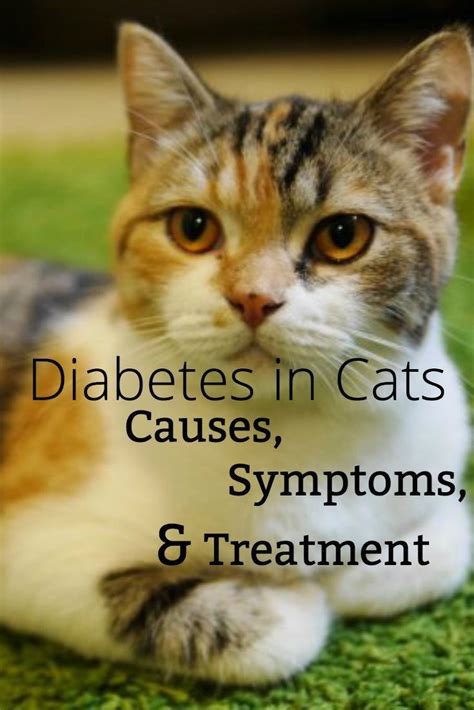 Diabetes In Cats Causes Symptoms And Treatment Canna Pet Diabetes