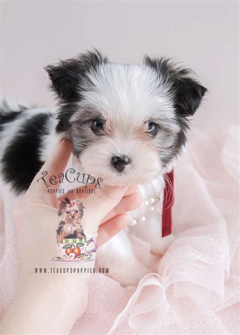 Biewer Yorkie Terriers For Sale Teacup Puppies And Boutique