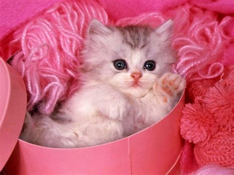 Cute Cat Wallpapers Trawel India Mails