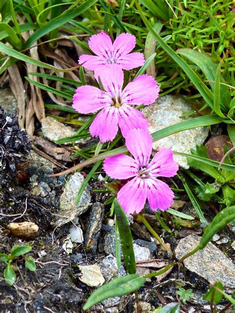 Austria Wildflowers Of The Austrian Alps Travel2unlimited