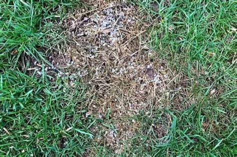How To Fix Over Fertilized Lawn Signs Of An Over Fertilized Lawn